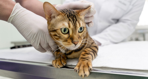 cat-consulting