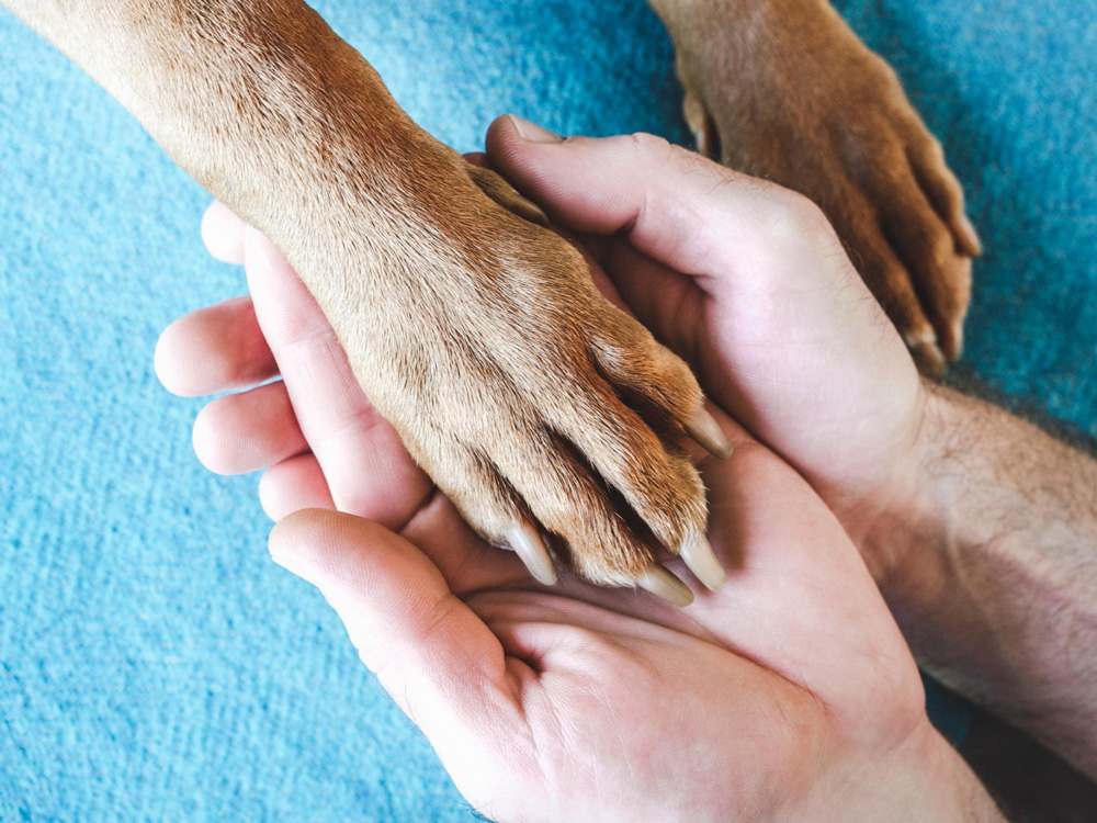 dog-paws